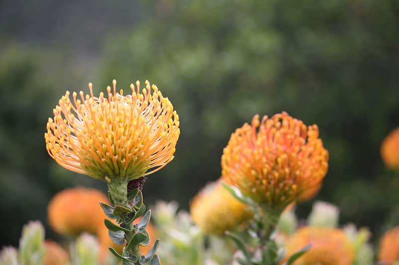 Cape Flora