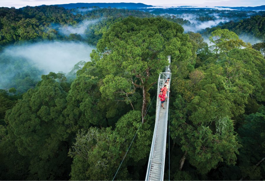 Borneo - national park ulu temburong