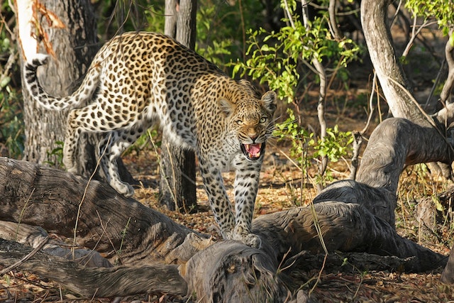 wildlife holiday