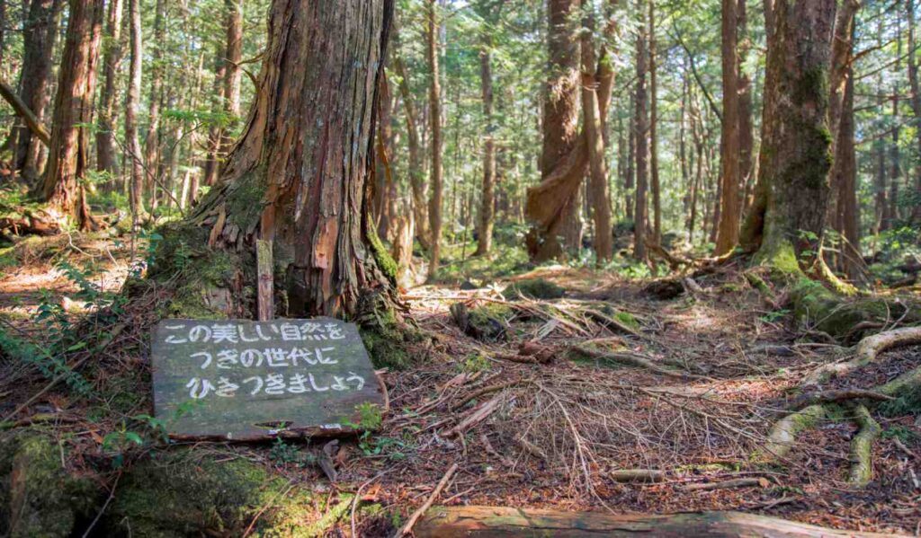 Aokigahara Forest Japan