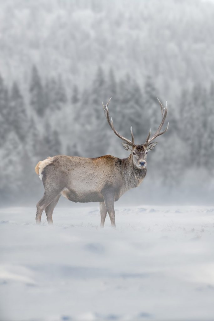 Svalbard Reindeer