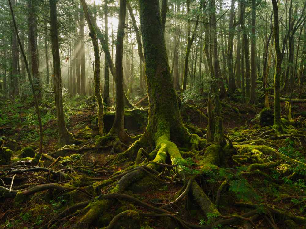 Aokigahara Forest Japan