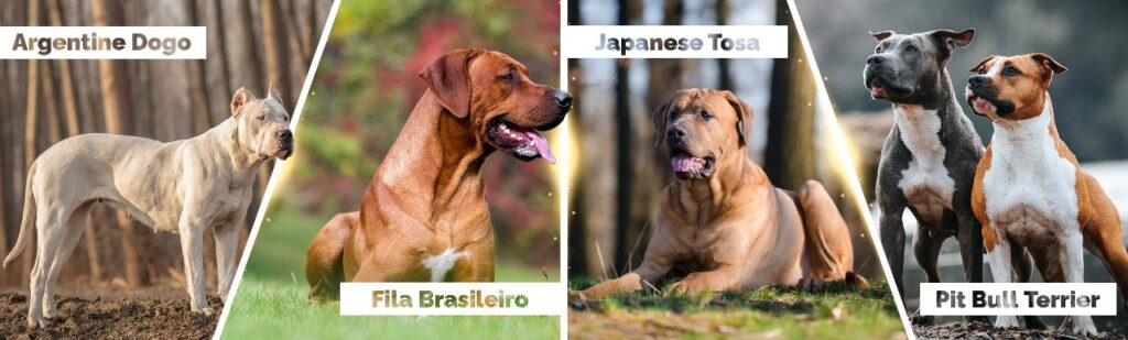 Dog Breeds that are banned in UK 
