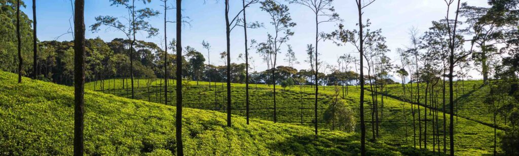 Loolkandura Estate for Tea