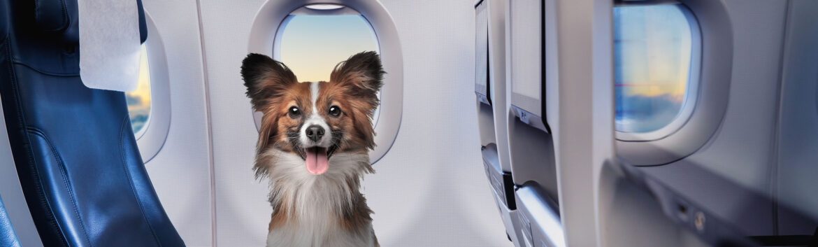 travel with pets for the pet lovers
